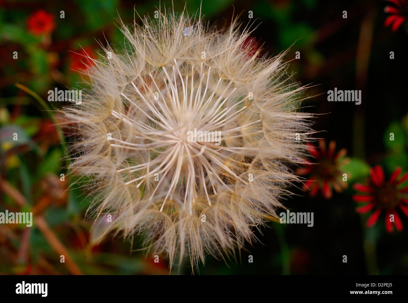 Seed Globe Closeup: Salsify - Tragopogon porrifolius, (Sunflower Family, Asteraceae). Central Europe (Native). Stock Photo