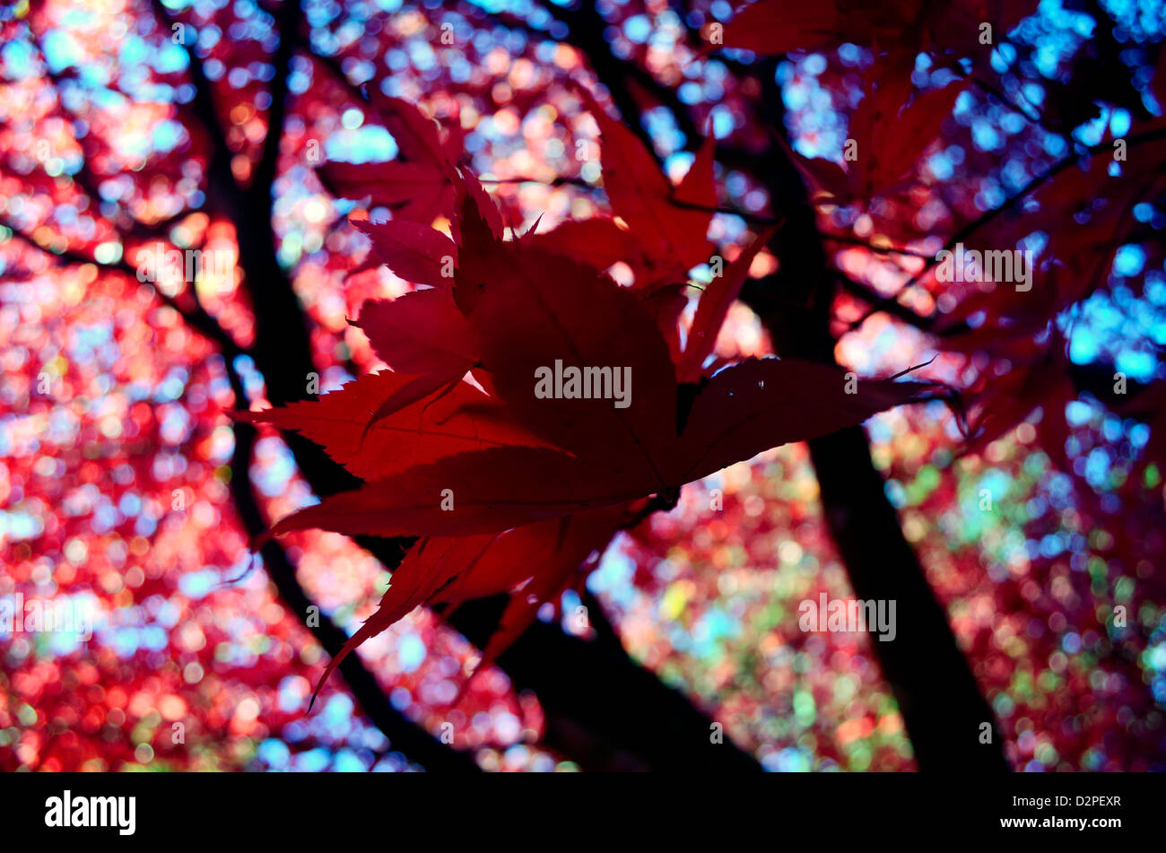 Falling red leaves under canopy Stock Photo - Alamy