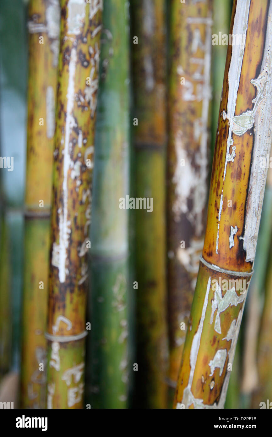 Colours, patterns and shapes in a stand of bamboo Stock Photo