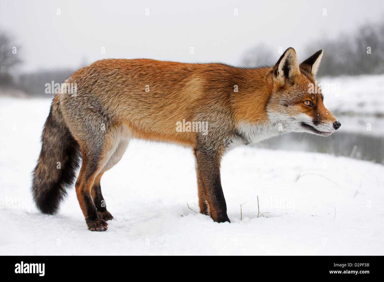 Portrait of Red fox (Vulpes vulpes) in winter coat at river in the snow Stock Photo