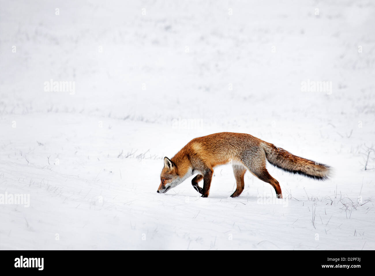 Hunting Red fox (Vulpes vulpes) following scent trail by prey in snow covered grassland in winter Stock Photo