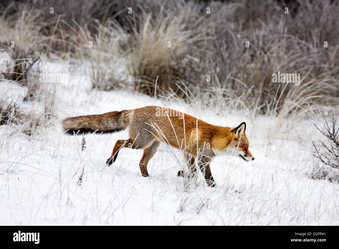 Red fox (Vulpes vulpes) hunting in grassland and thicket in the snow in winter Stock Photo
