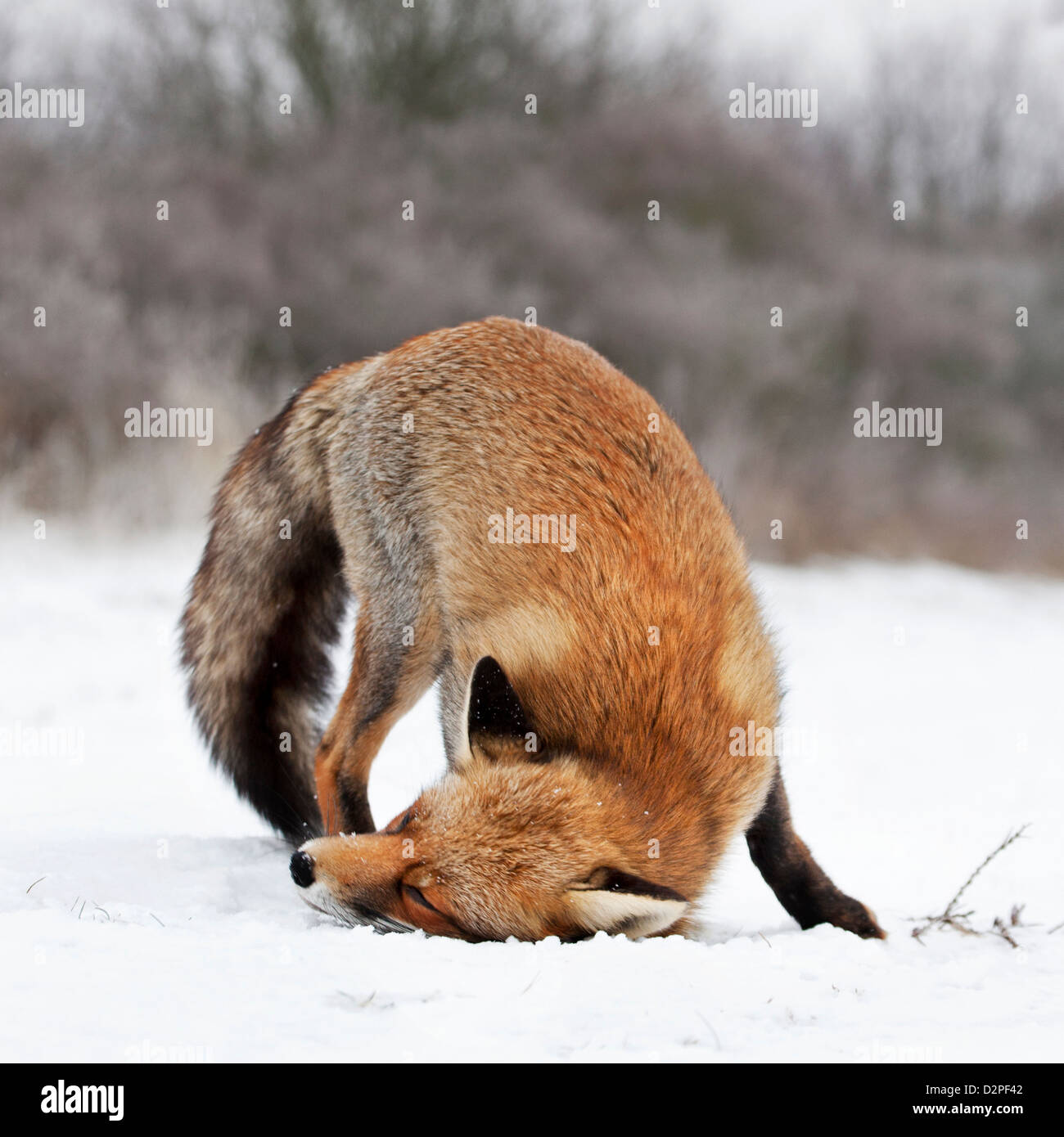 Red fox (Vulpes vulpes) marking territory by rubbing scent gland in the snow in winter Stock Photo