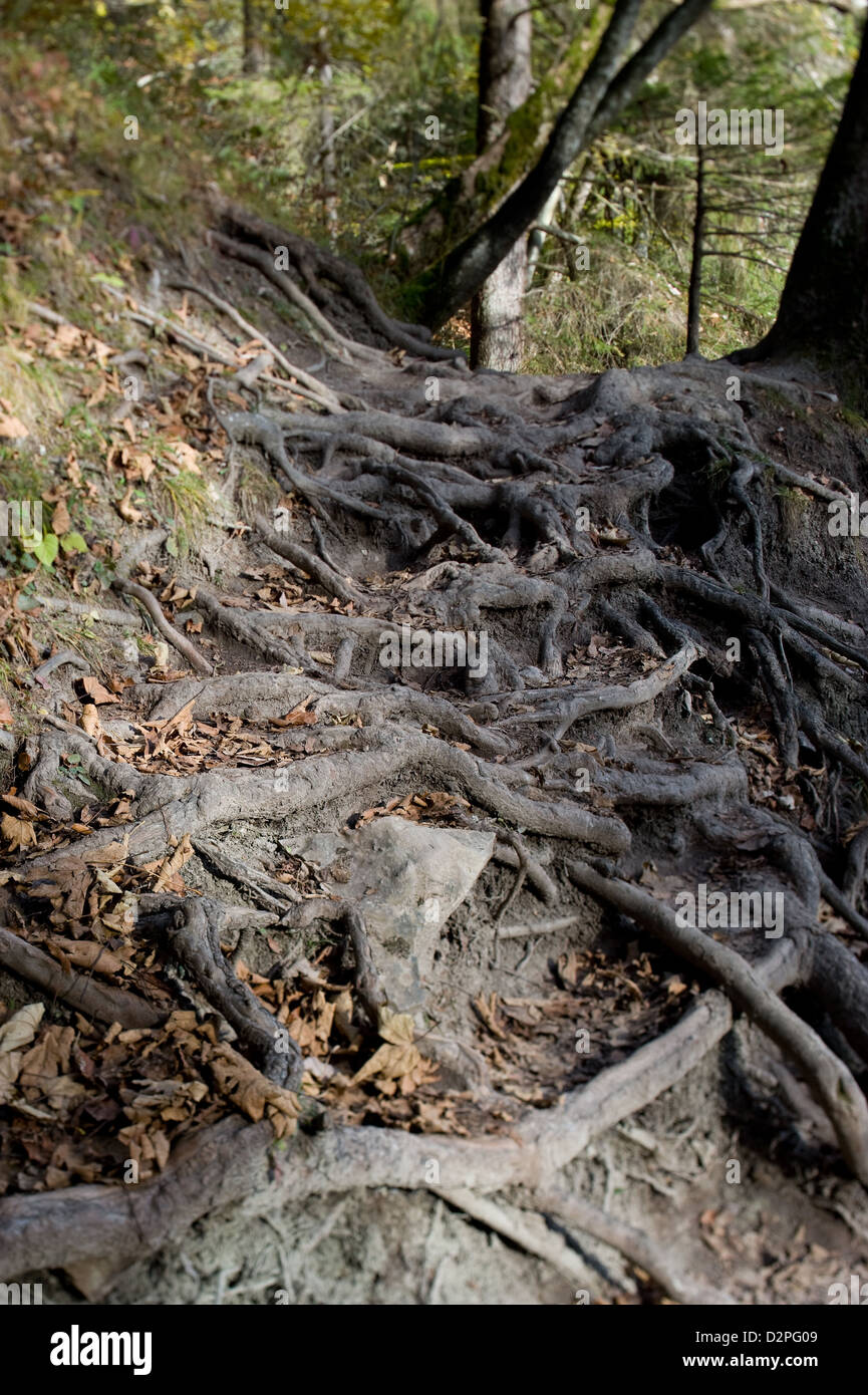 Bonndorf, Germany, tree roots in the Wutachschlucht Stock Photo