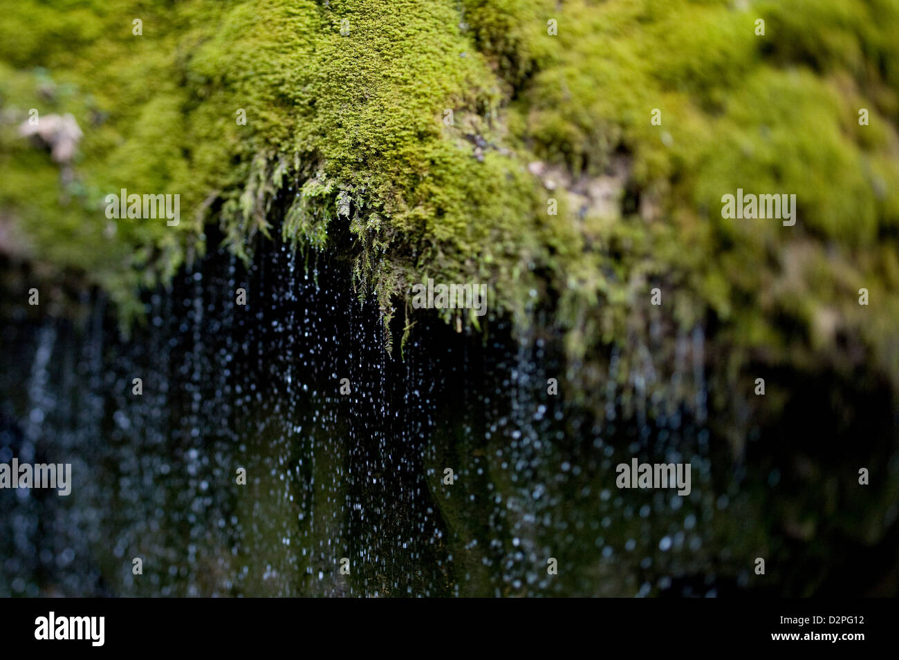 Bonndorf, Germany, water trickling over moss in Wutachschlucht Stock Photo