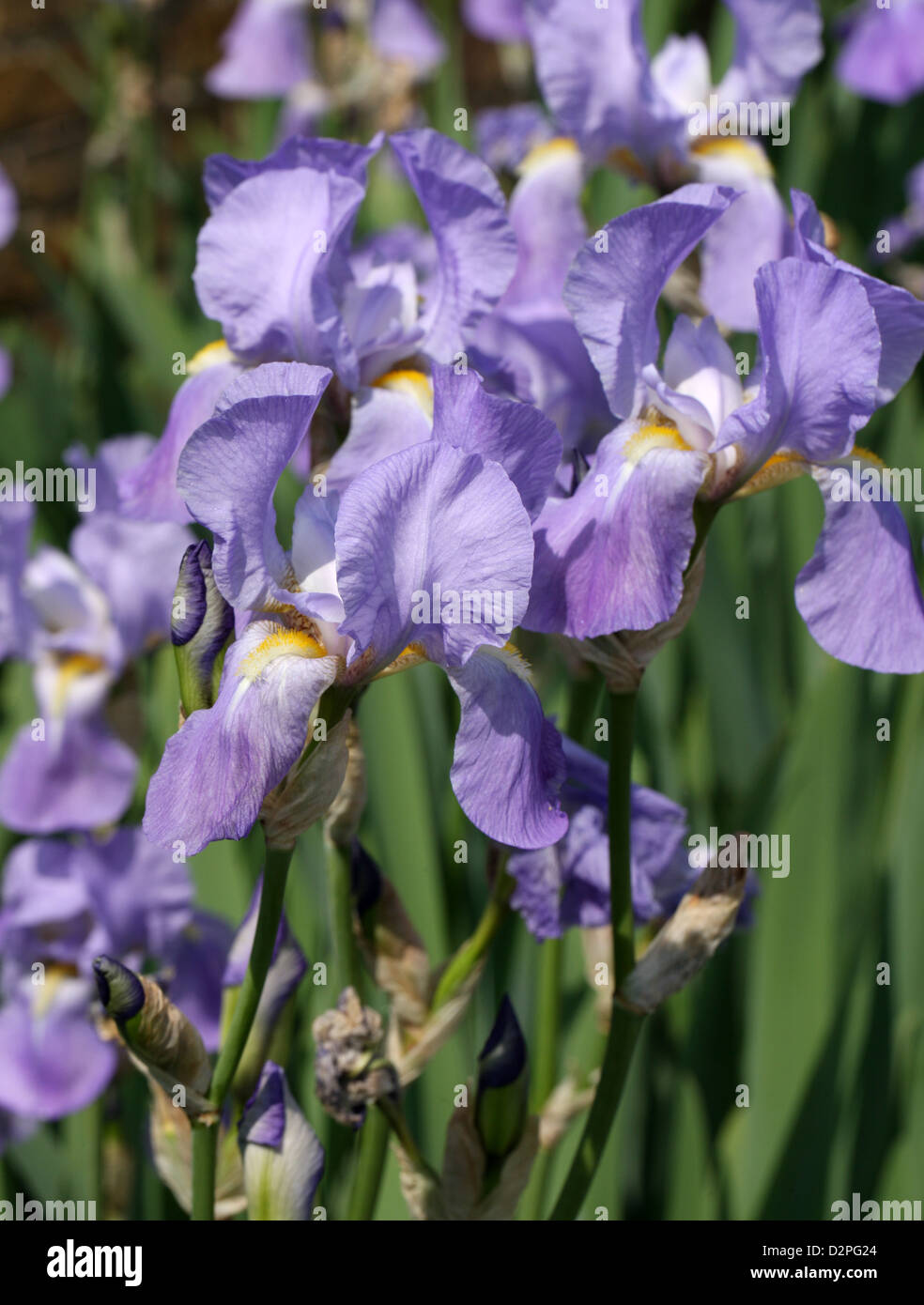 Iris pallida, Iridaceae, Italy, Yugoslavia, Europe Stock Photo