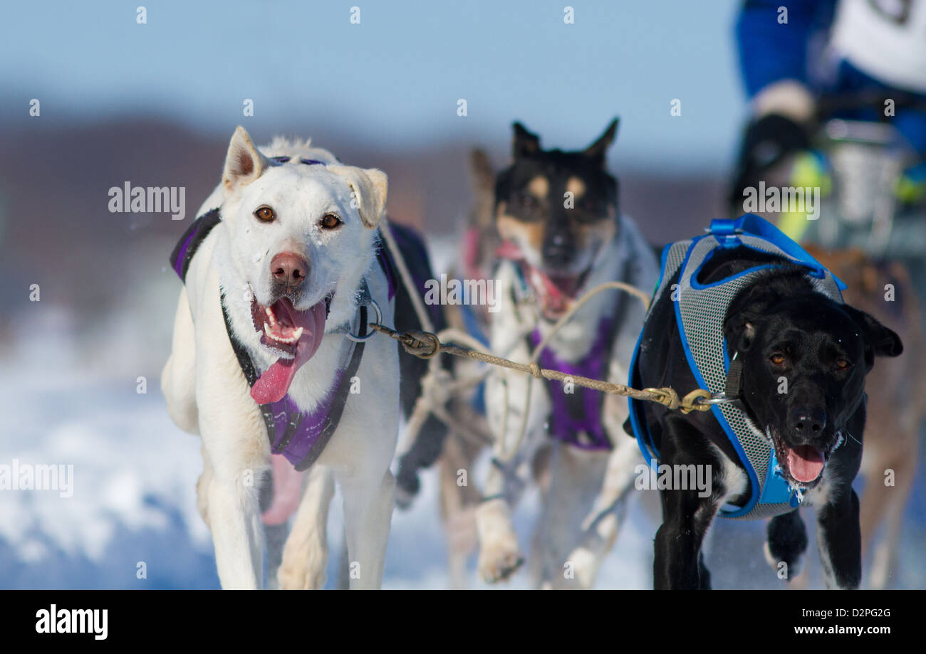 International Lanaudiere dog sledding race, Quebec, Canada Stock Photo