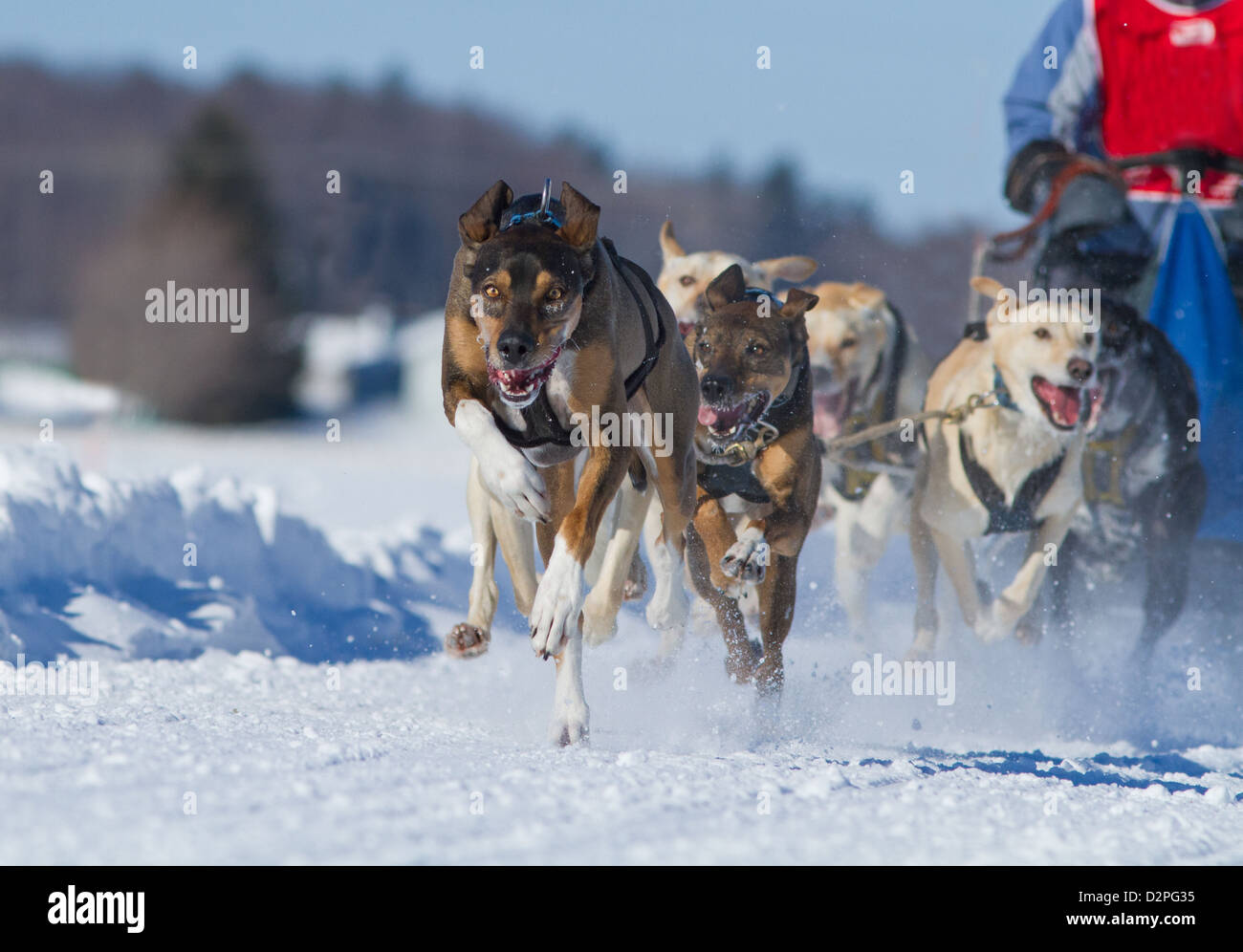 International Lanaudiere dog sledding race, Quebec, Canada Stock Photo
