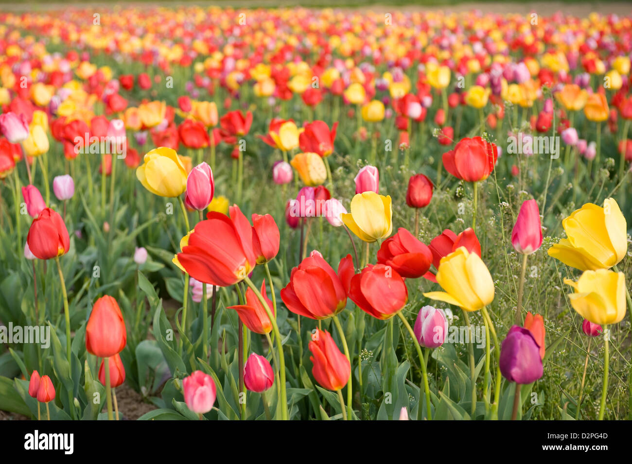 Heitersheim, Germany, tulip field Stock Photo