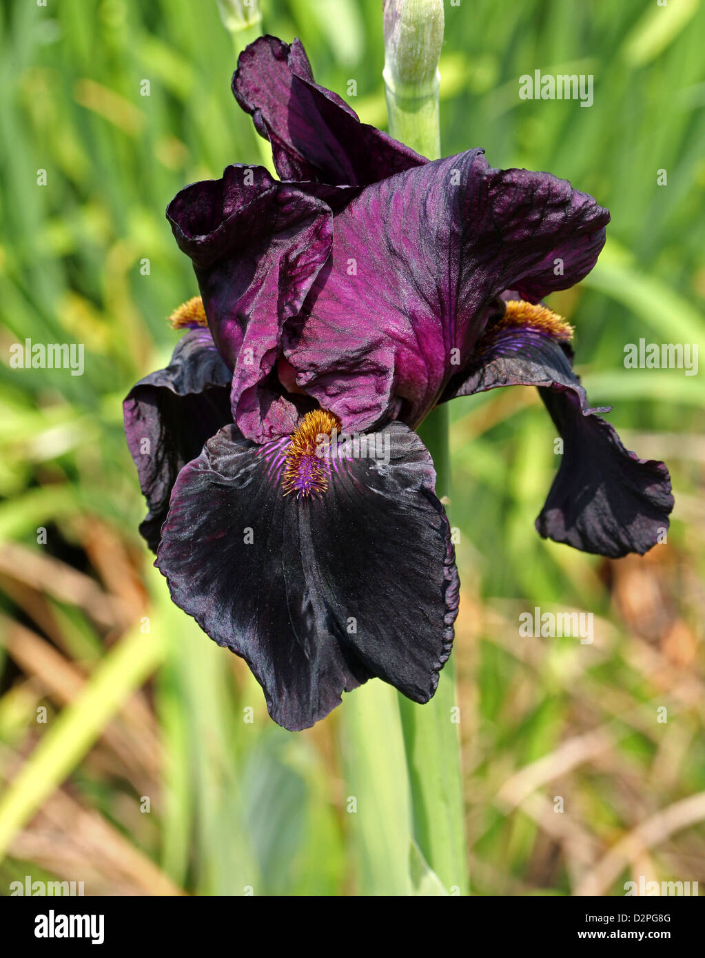 Iris 'Sable Night', Iridaceae. Stock Photo