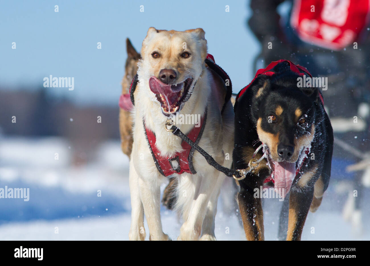 International Lanaudiere dog sledding race, Quebec, Canada Stock Photo