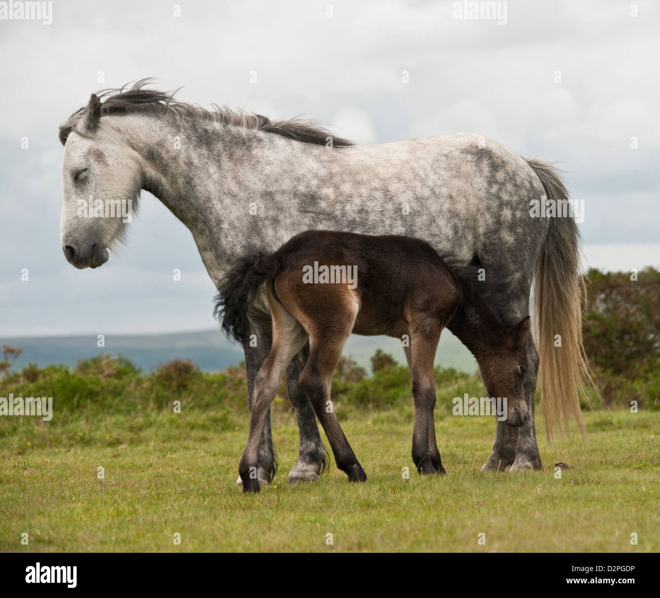 A female wild grey pony and her foal Stock Photo