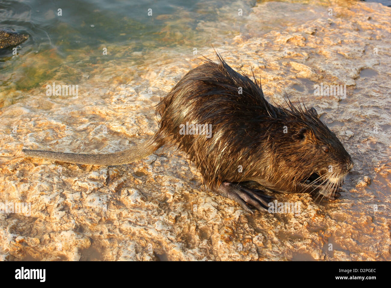 Coypu Stock Photo