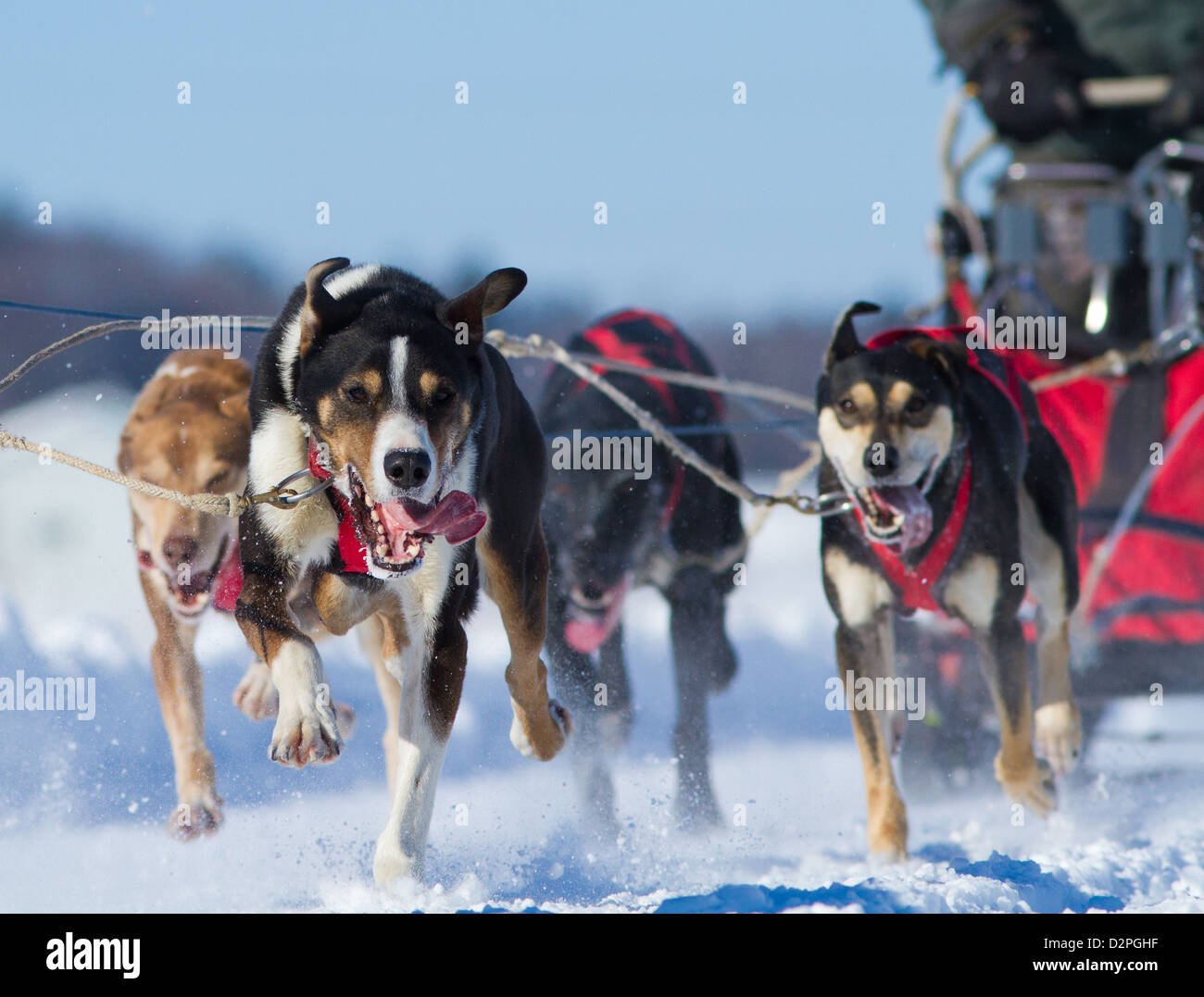 International Lanaudiere dog sledding race, Quebec, Canada Stock Photo