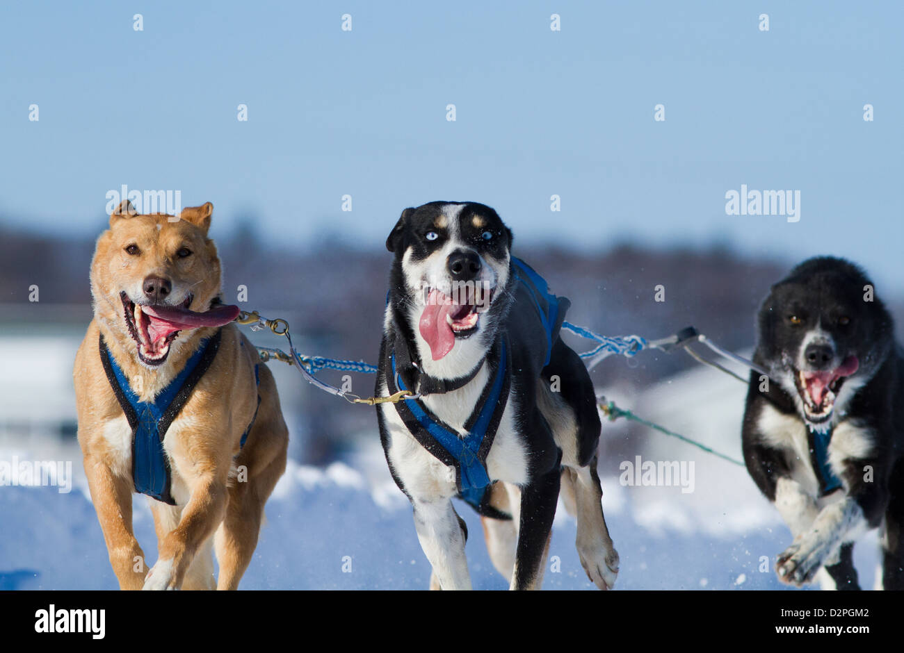 International Lanaudiere dog sledding race, Quebec, Canada Stock Photo