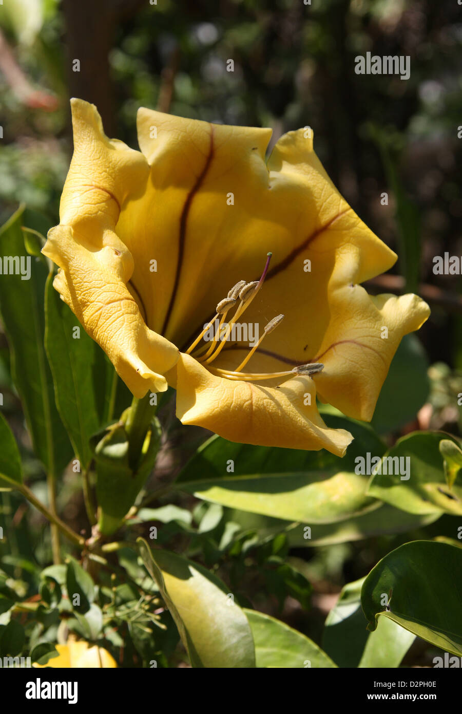 Cup of Gold Vine, Solandra maxima, Solandreae, Solanaceae. Southern USA, Mexico, Central America, Caribbean, South America. Stock Photo