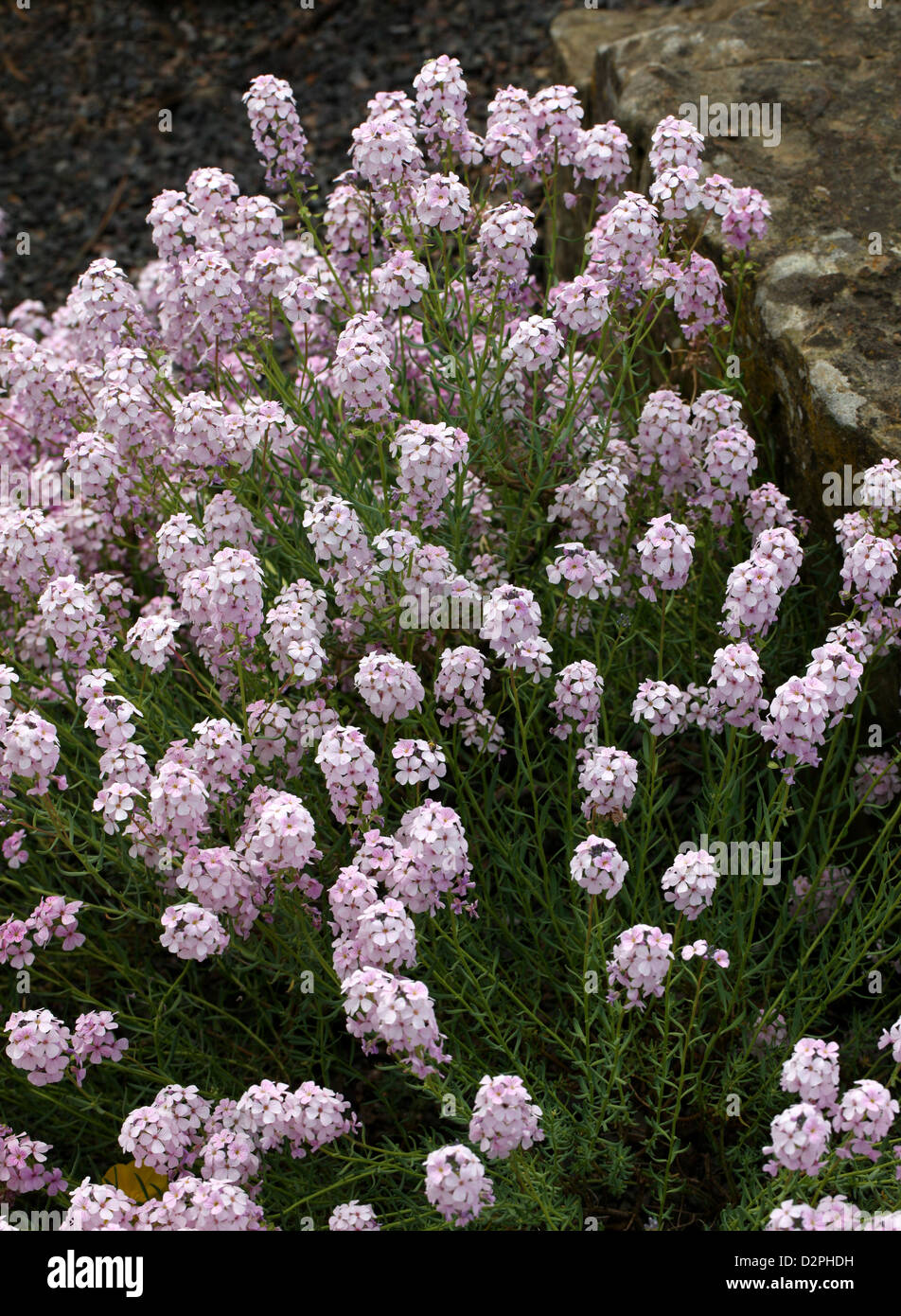 Stonecress, Aethionema pseudarmenum, Brassicaceae (Cruciferae). Turkey. Stock Photo