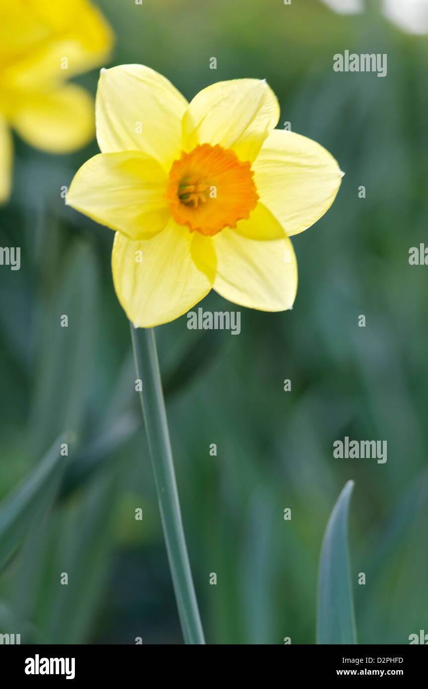 A single Daffodil Stock Photo