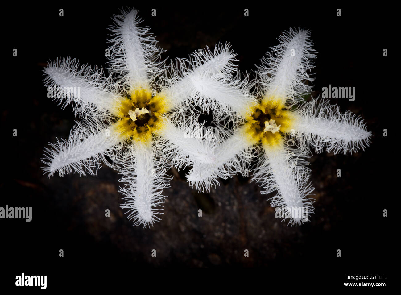 Beautiful water snowflake flowers, Nymphoides indica, at Cienaga las Macanas nature reserve, Herrera province, Republic of Panama. Stock Photo