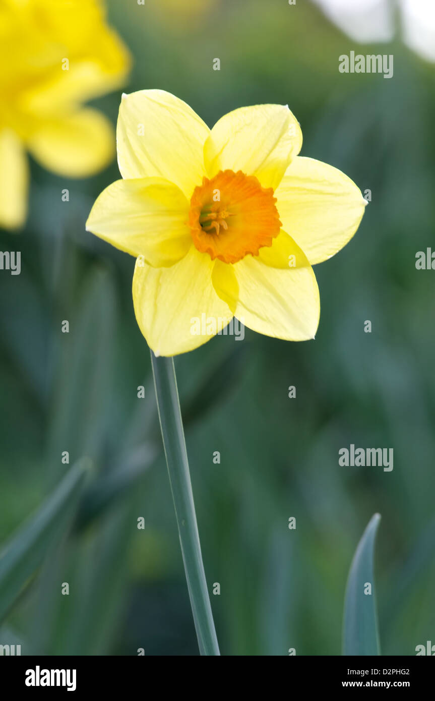 A single Daffodil catching the sun Stock Photo