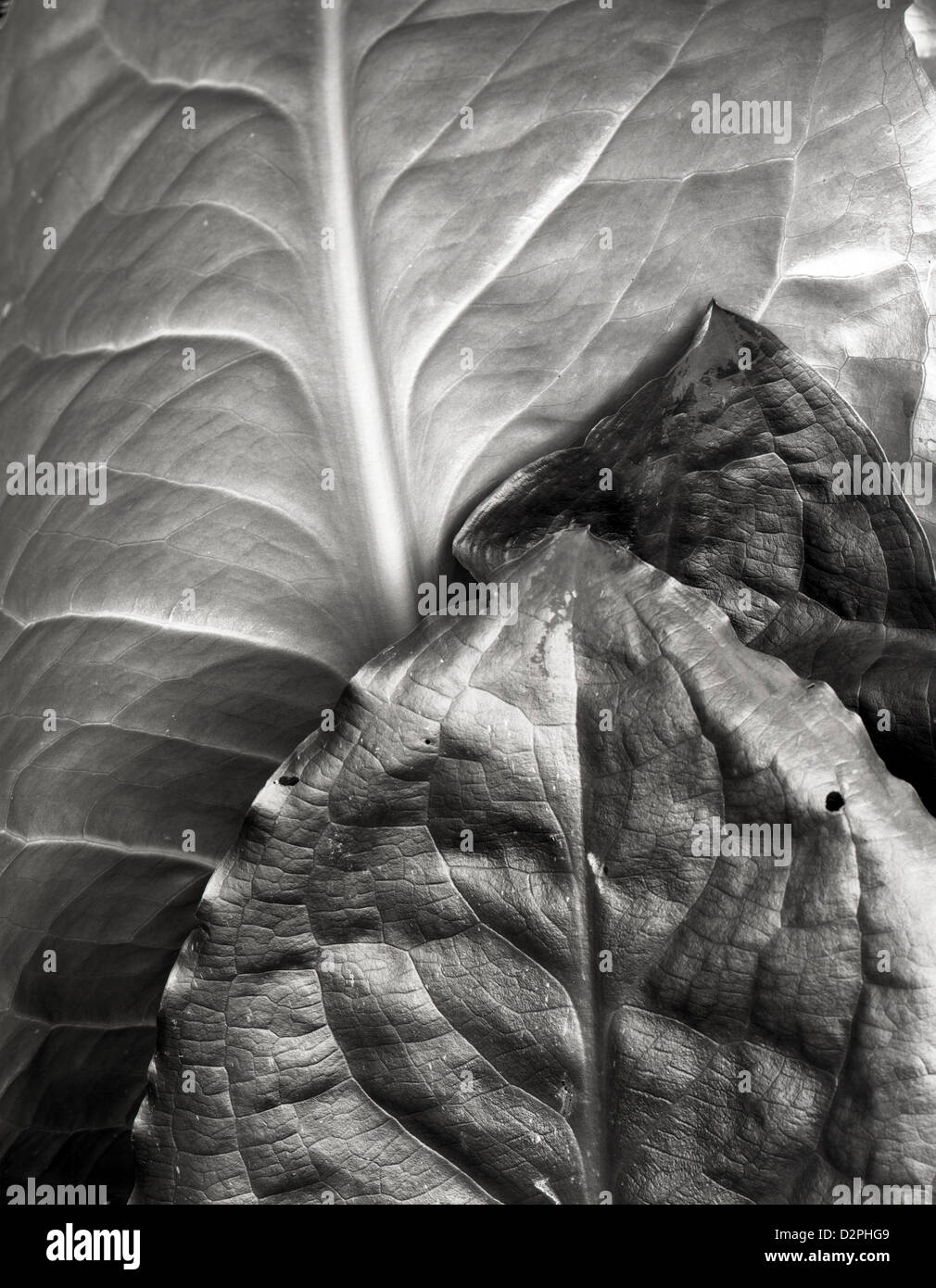 BW00879-00...WASHINGTON - Skunk cabbage leaves. Stock Photo