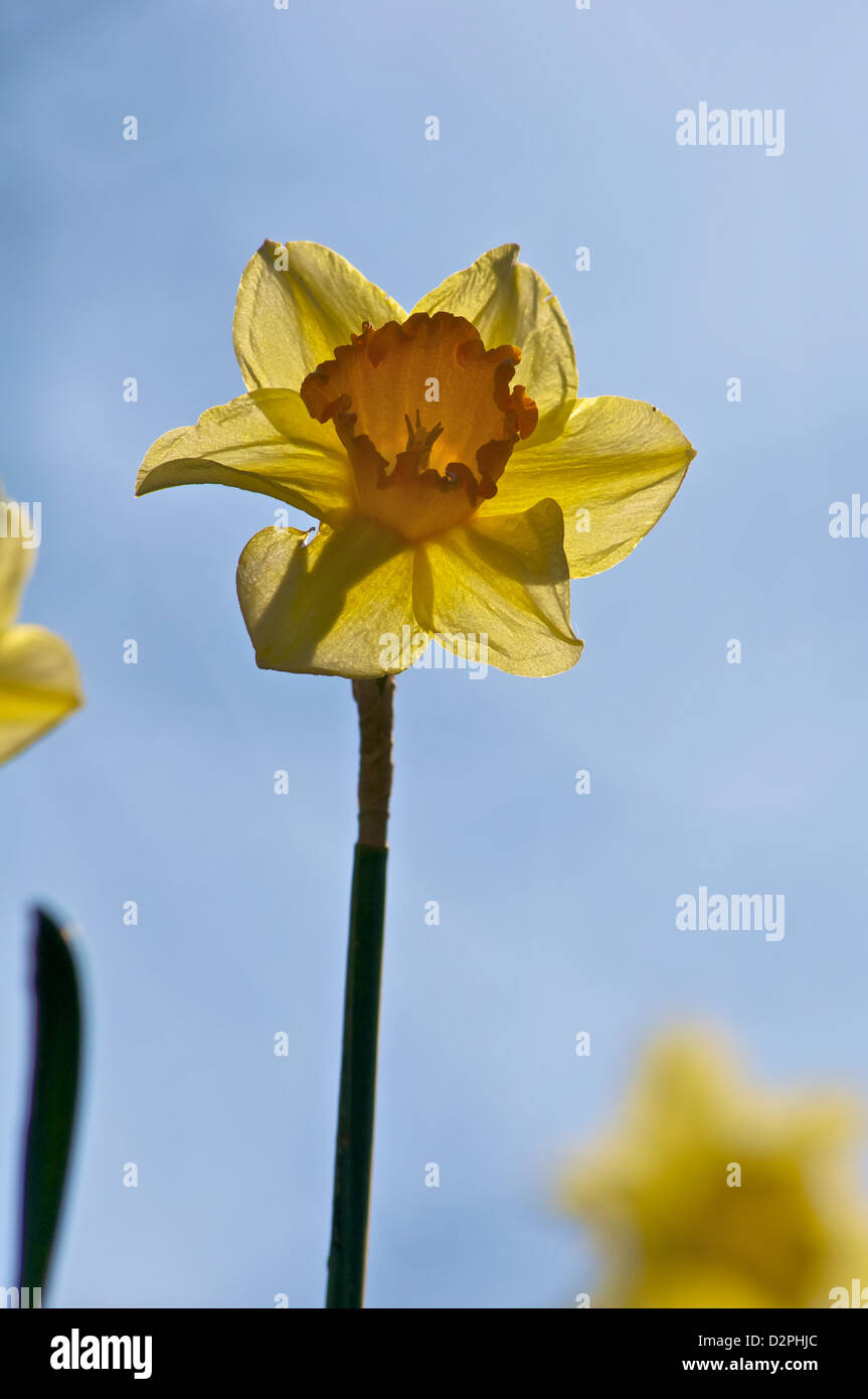 A single Daffodil looking up at the sun Stock Photo
