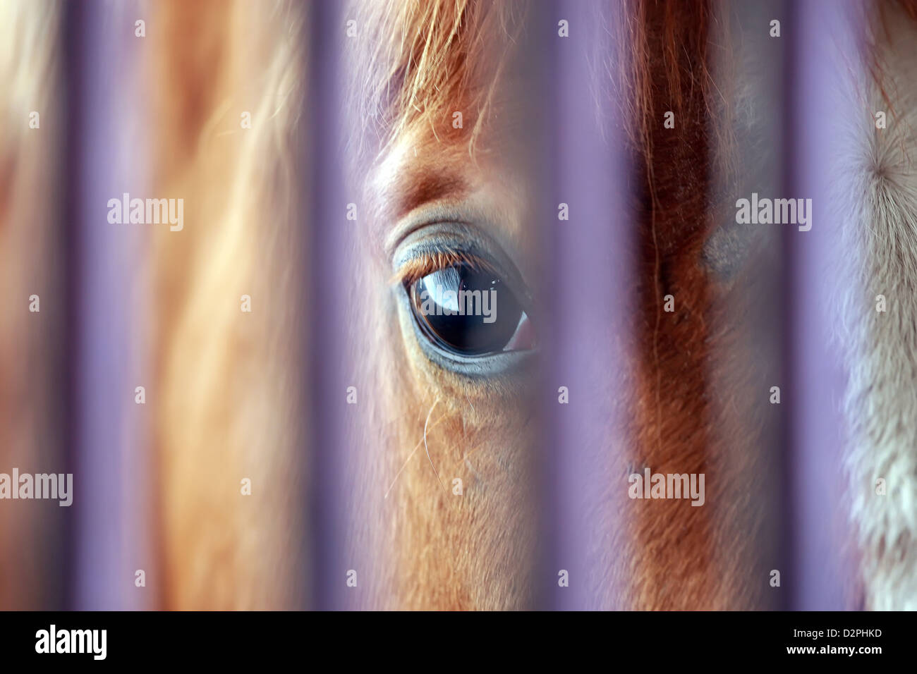 Neuenhagen, Germany, Detail, horse looks through the bars of his Box Stock Photo