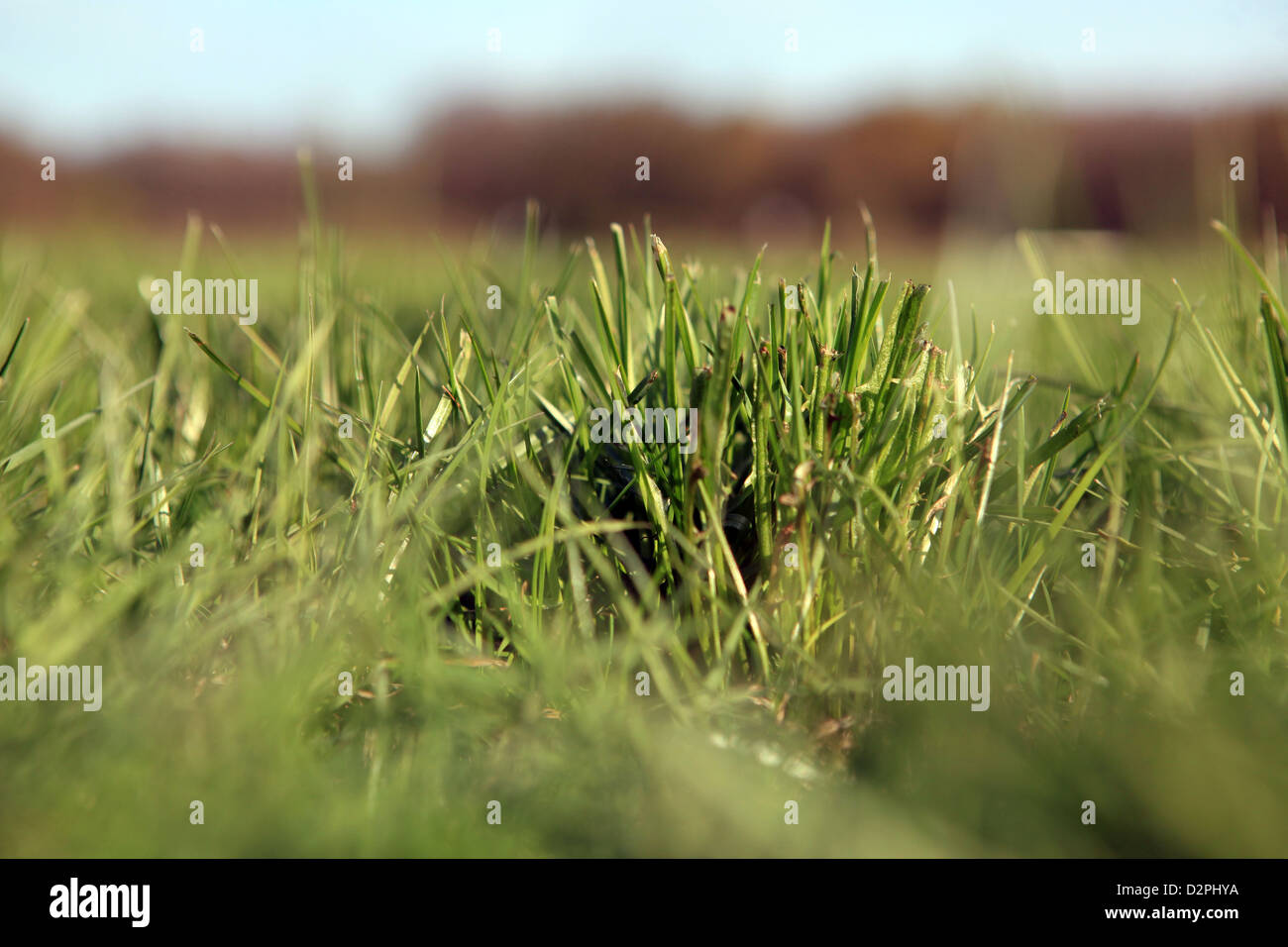 Hoppegarten, Germany, grass Stock Photo