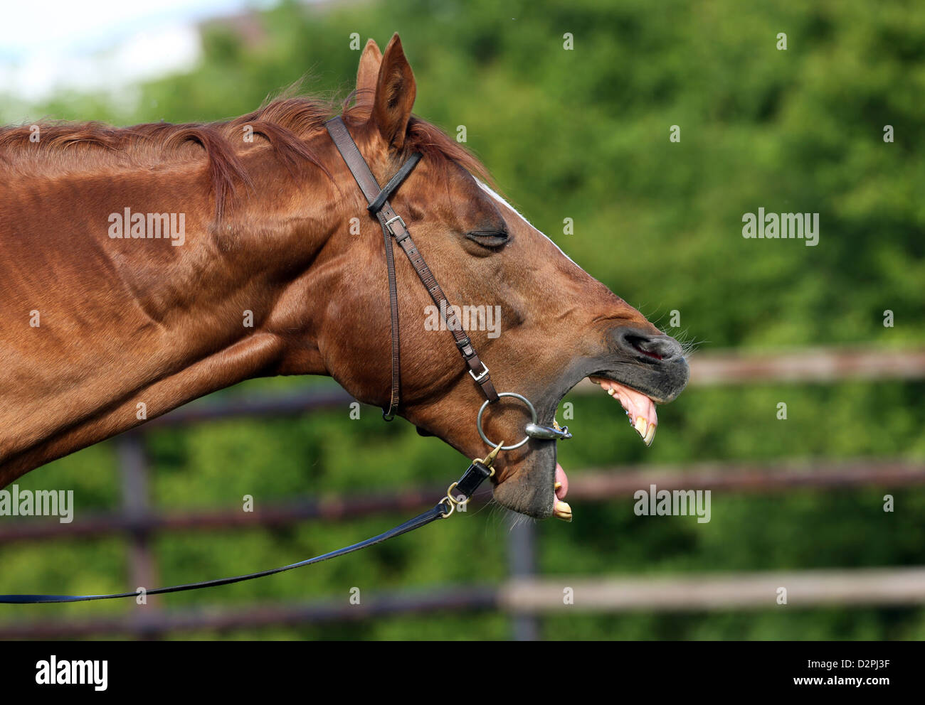 Gernsheim, Germany, a horse yawns Stock Photo