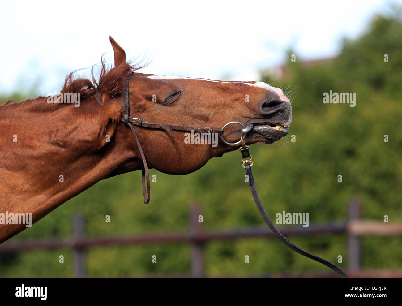 Gernsheim, Germany, a horse shakes his head Stock Photo Alamy