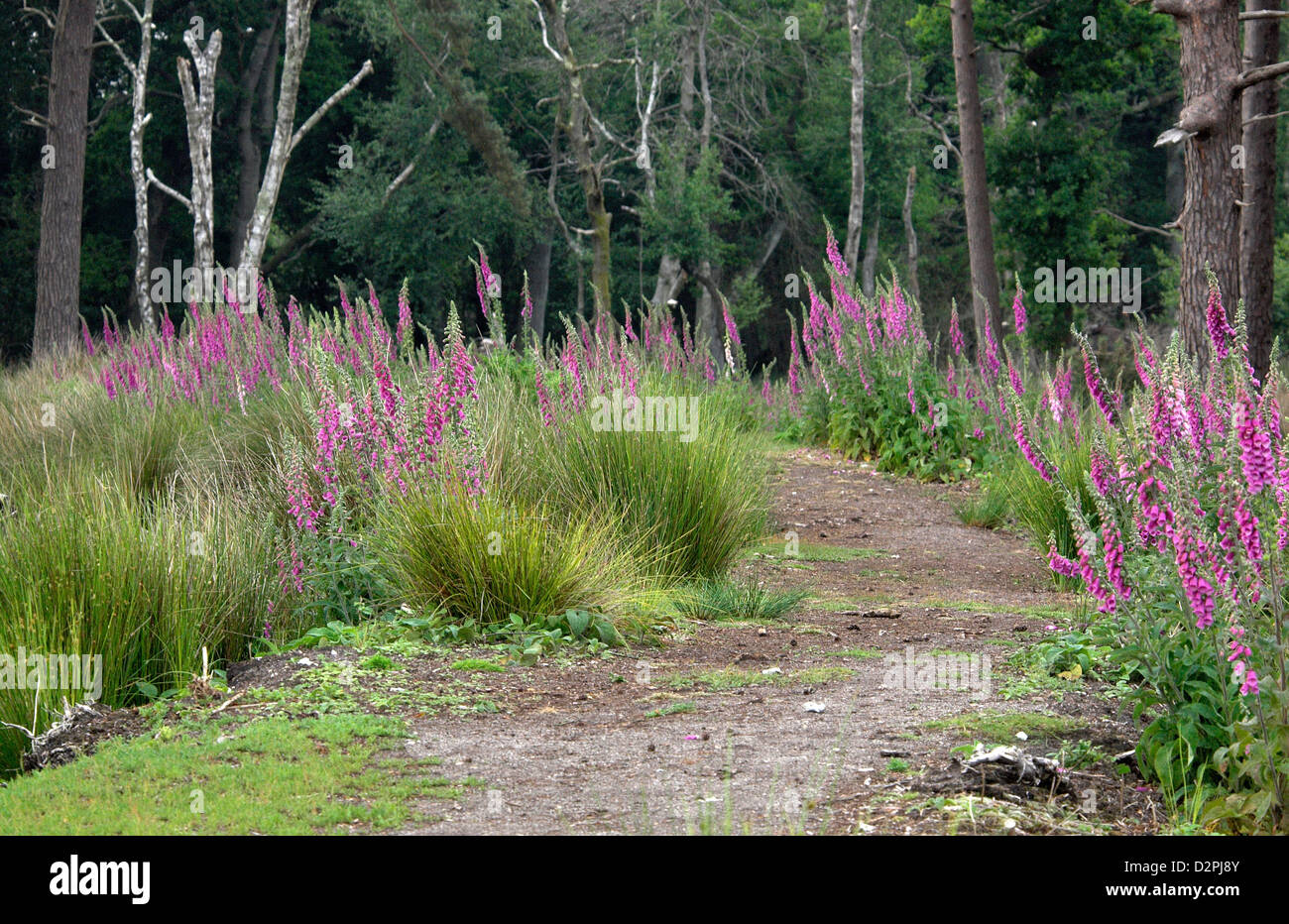 Arne peninsula hi-res stock photography and images - Alamy