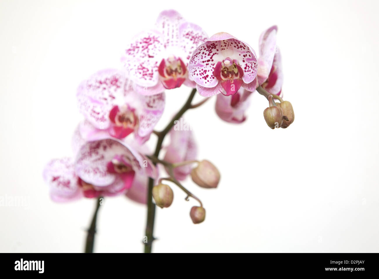 Berlin, Germany, orchids Stock Photo Alamy