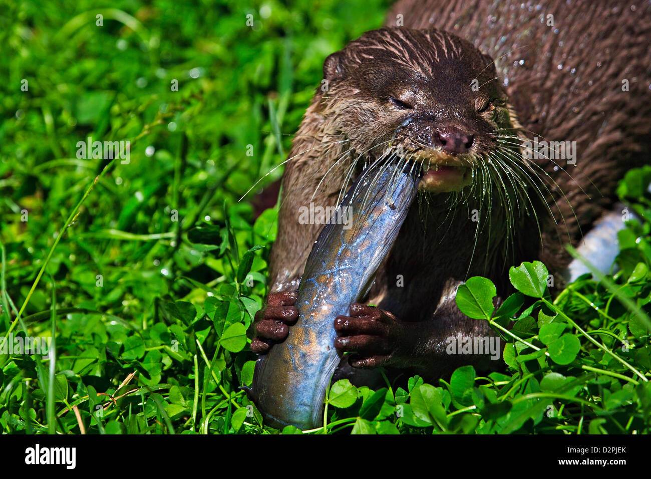 Oriental small clawed Otter, Aonyx cinerea, at the Auckland Zoo, Auckland, North Island, New Zealand. Stock Photo