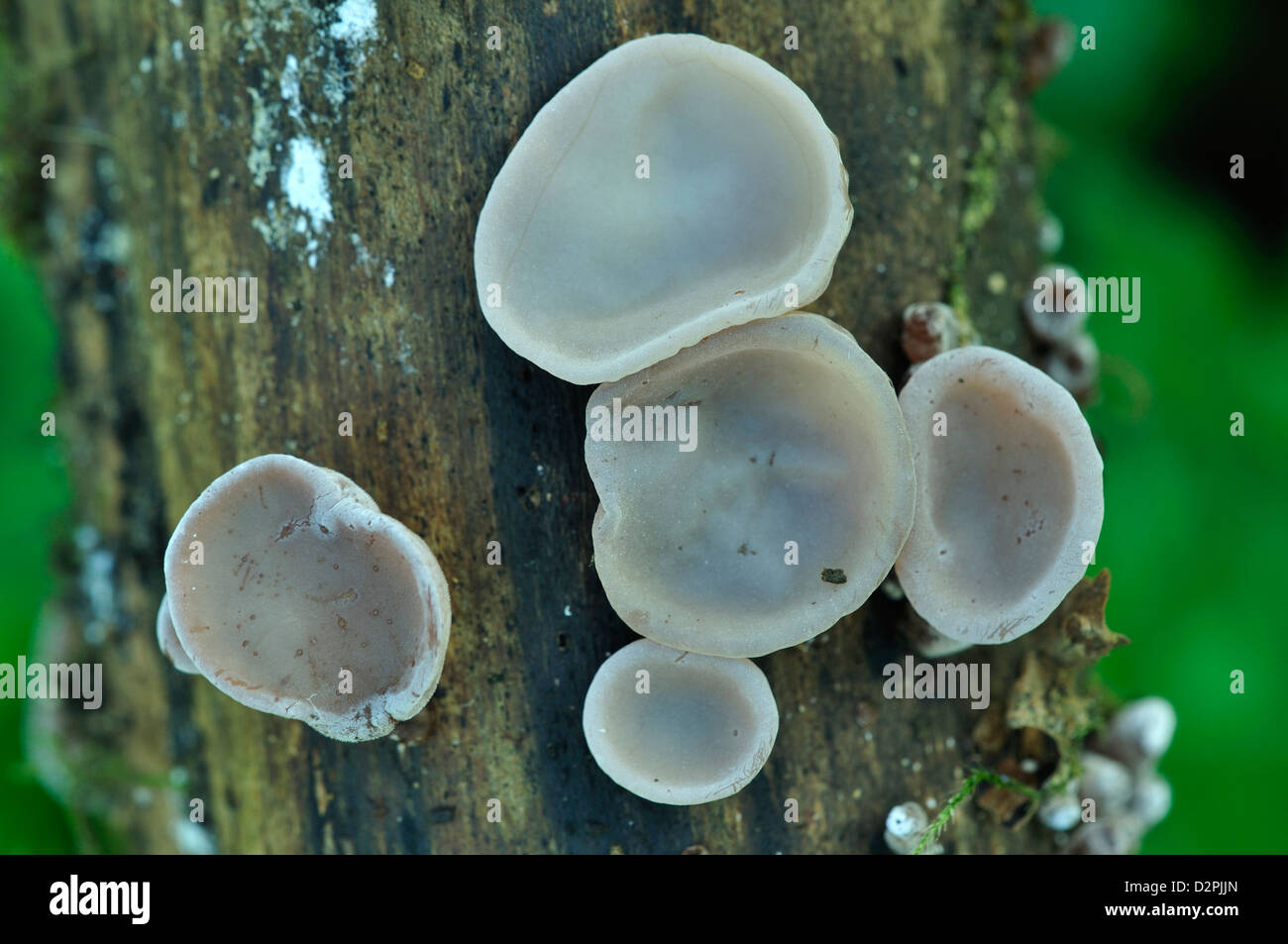 Jew's ear fungi Stock Photo