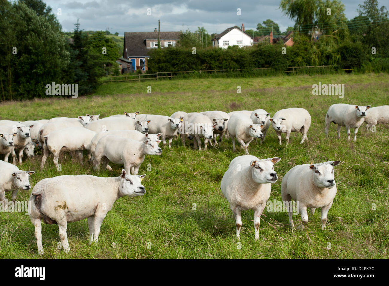 Flock of sheep in field next to rural village in the midlands, UK. Stock Photo