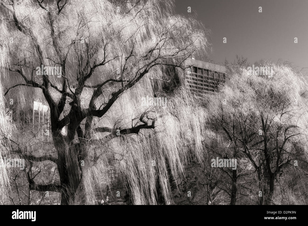 Weeping Willow Trees Boston Public Gardens Stock Photo