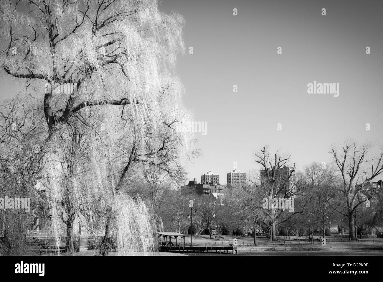 Weeping Willow Tree in Boston Public Gardens Stock Photo