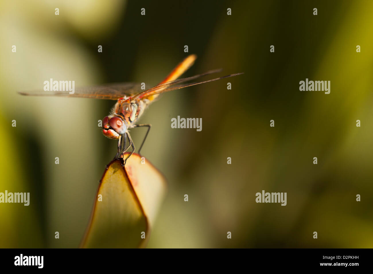 Red-Veined Darter - Sympetrum fonscolombii Stock Photo