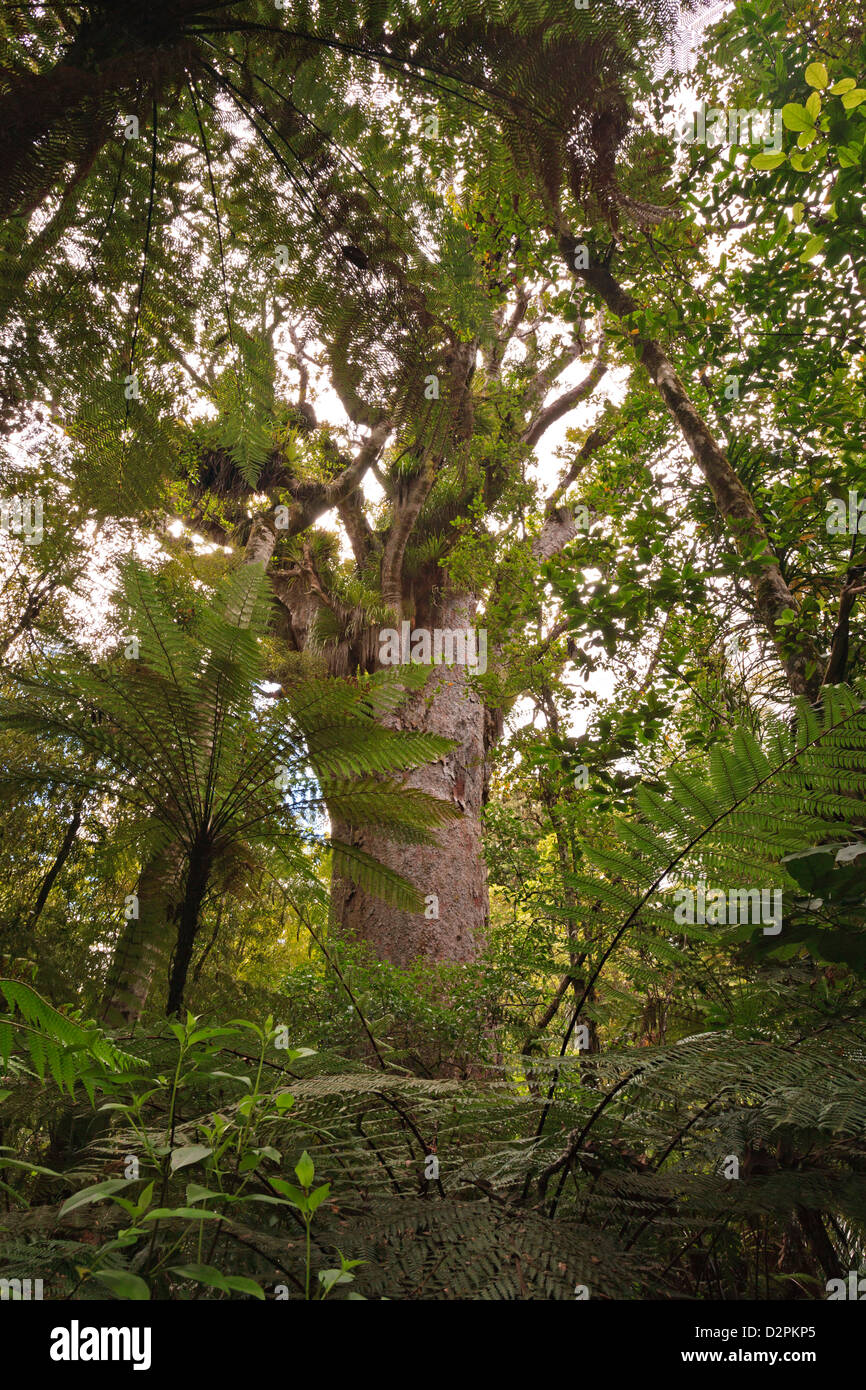 Trounson Kauri Park, Northland, North Island, New Zealand. Stock Photo