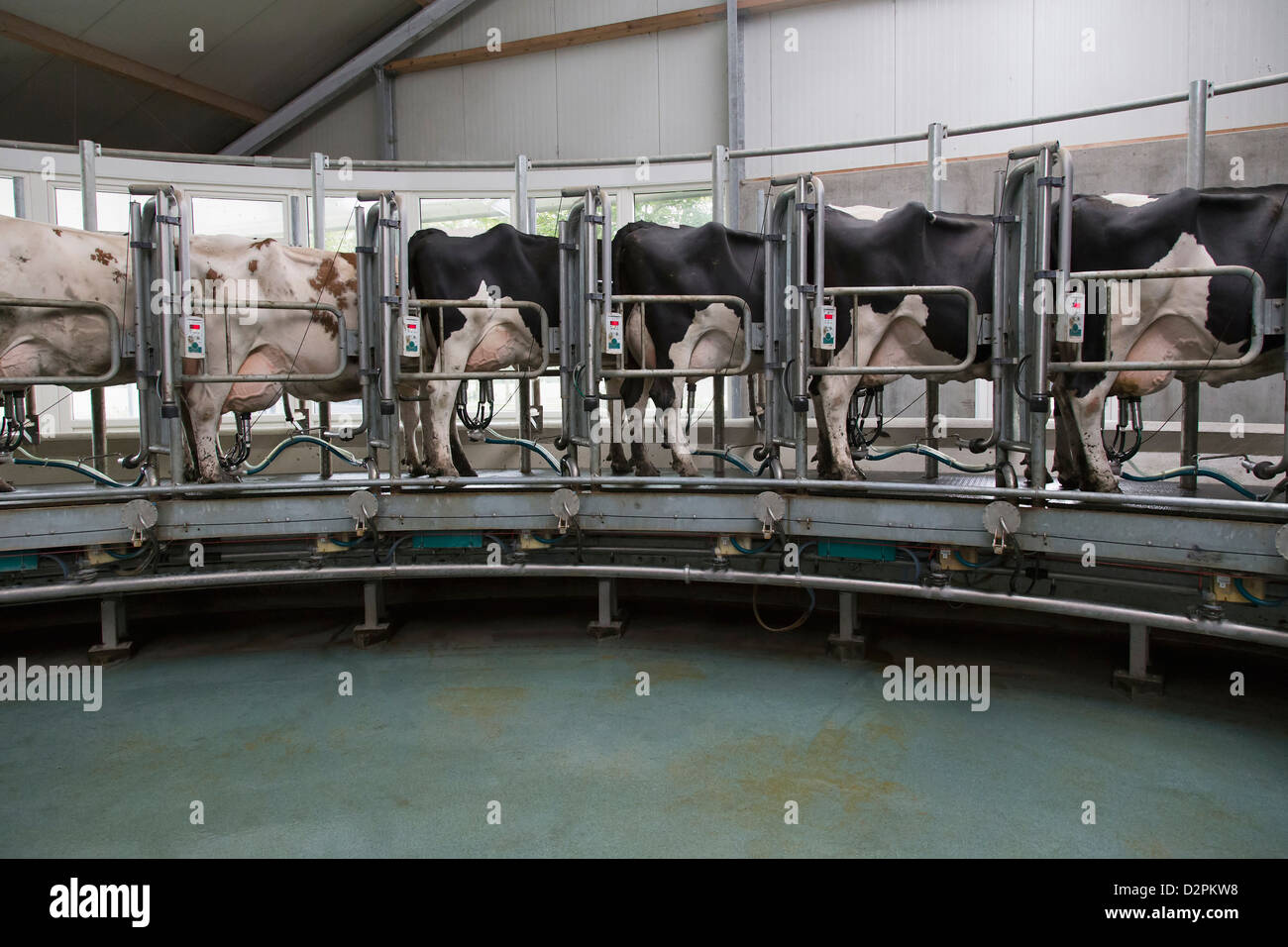 Dairy cows standing together for milking Stock Photo
