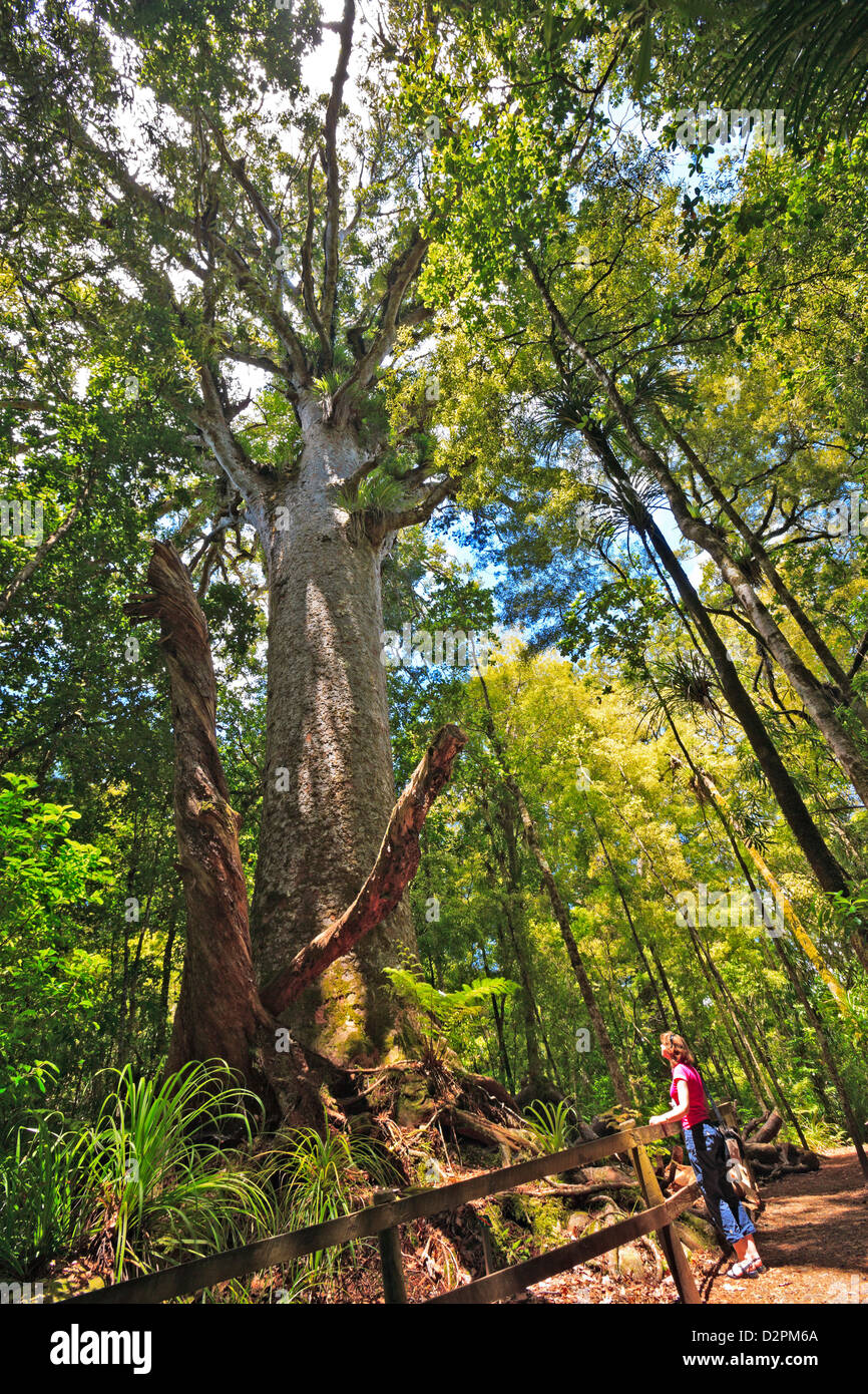 Large Kauri Tree along the Bush Walk in Waipoua Forest, Northland