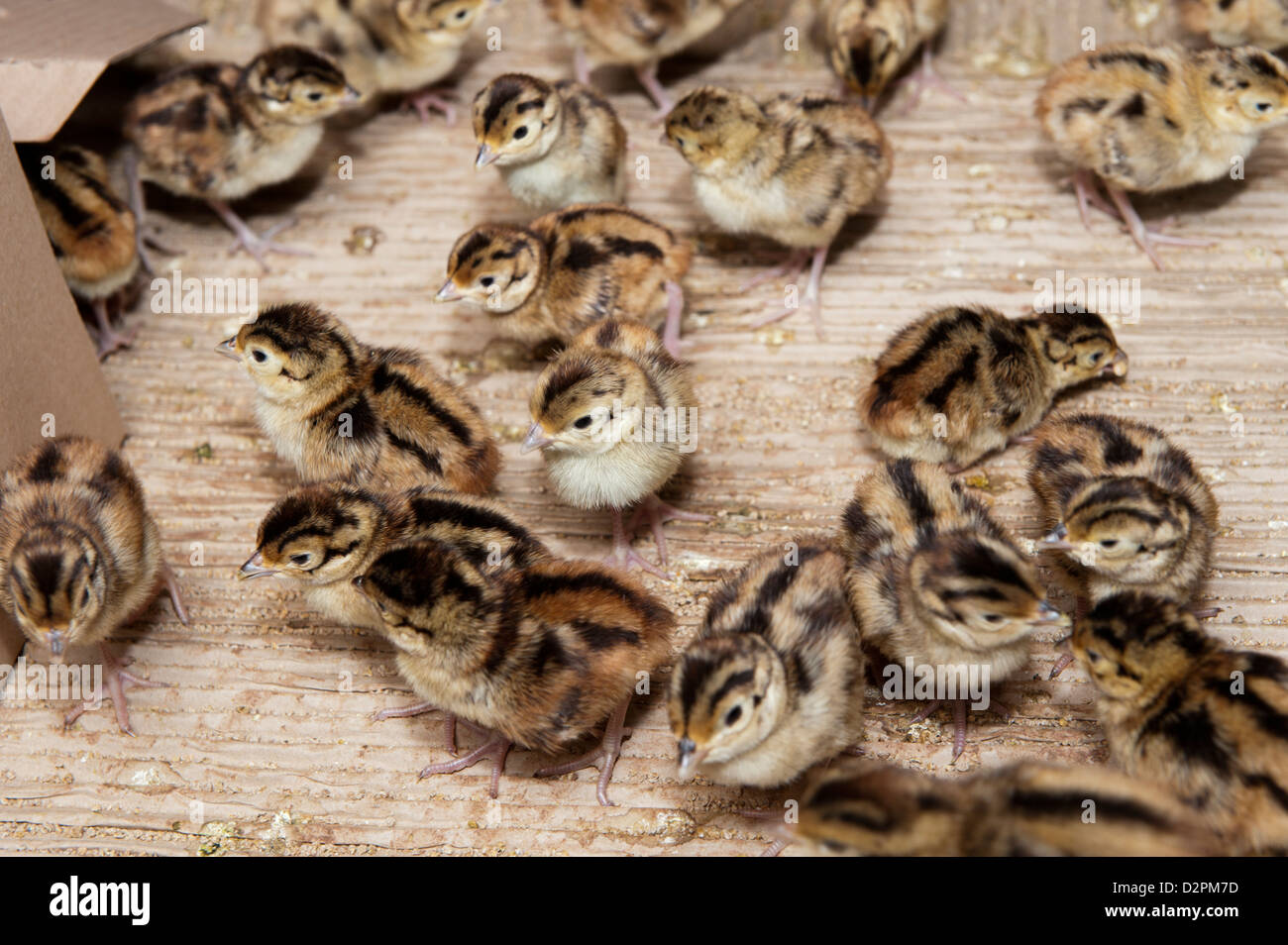 Day old pheasant chicks in rearing shed on a shooting estate. Stock Photo