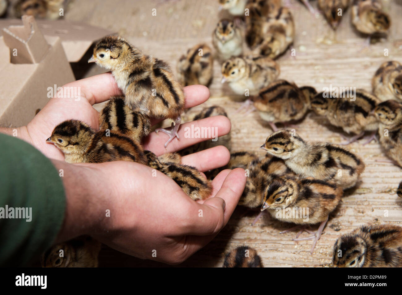 Gamekeeper releasing day old phesant chicks into rearing shed. Stock Photo