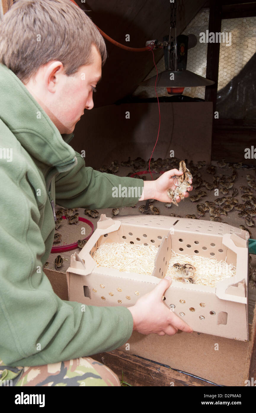 Gamekeeper releasing day old phesant chicks into rearing shed. Stock Photo