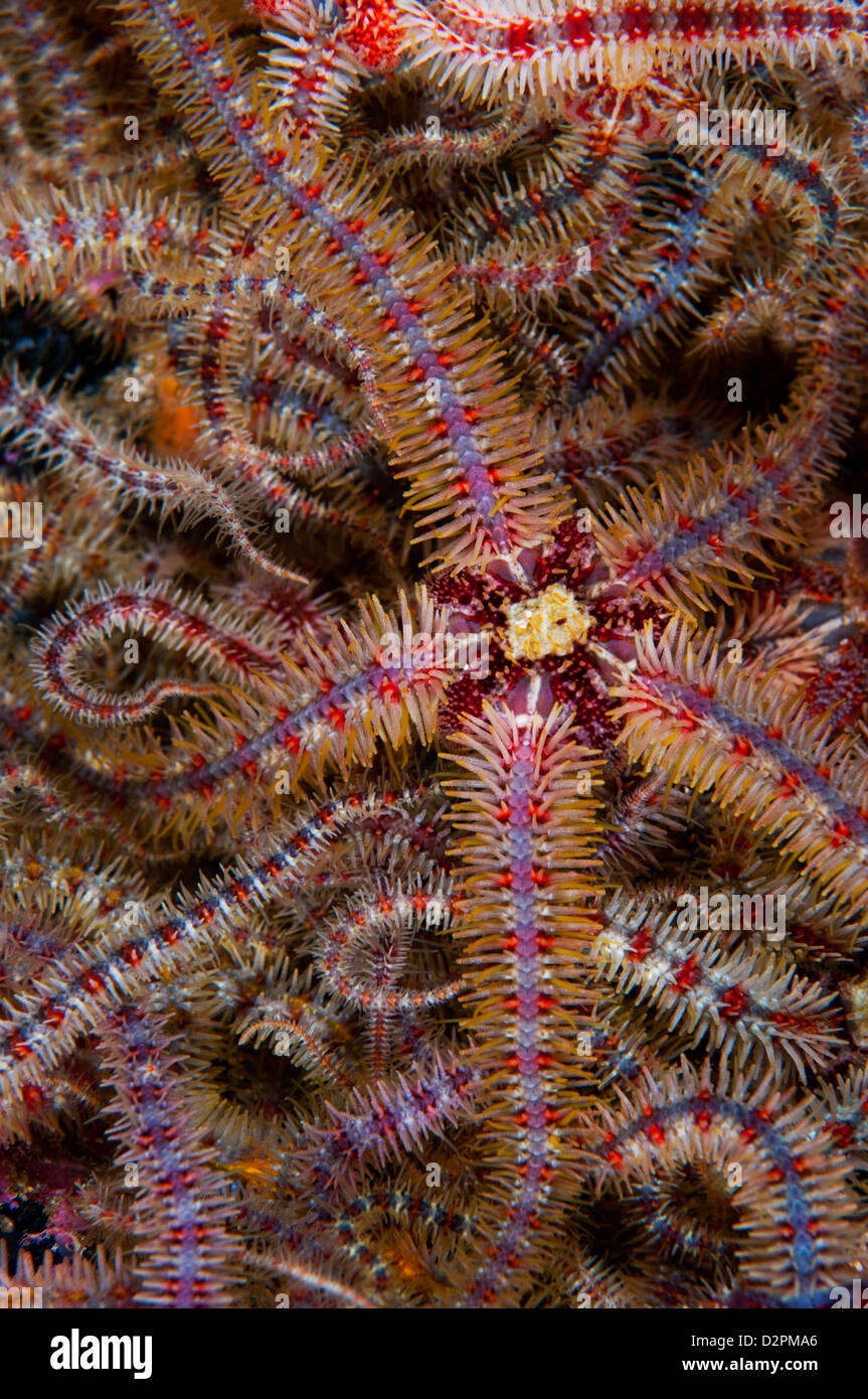 A bed of brittle stars Stock Photo