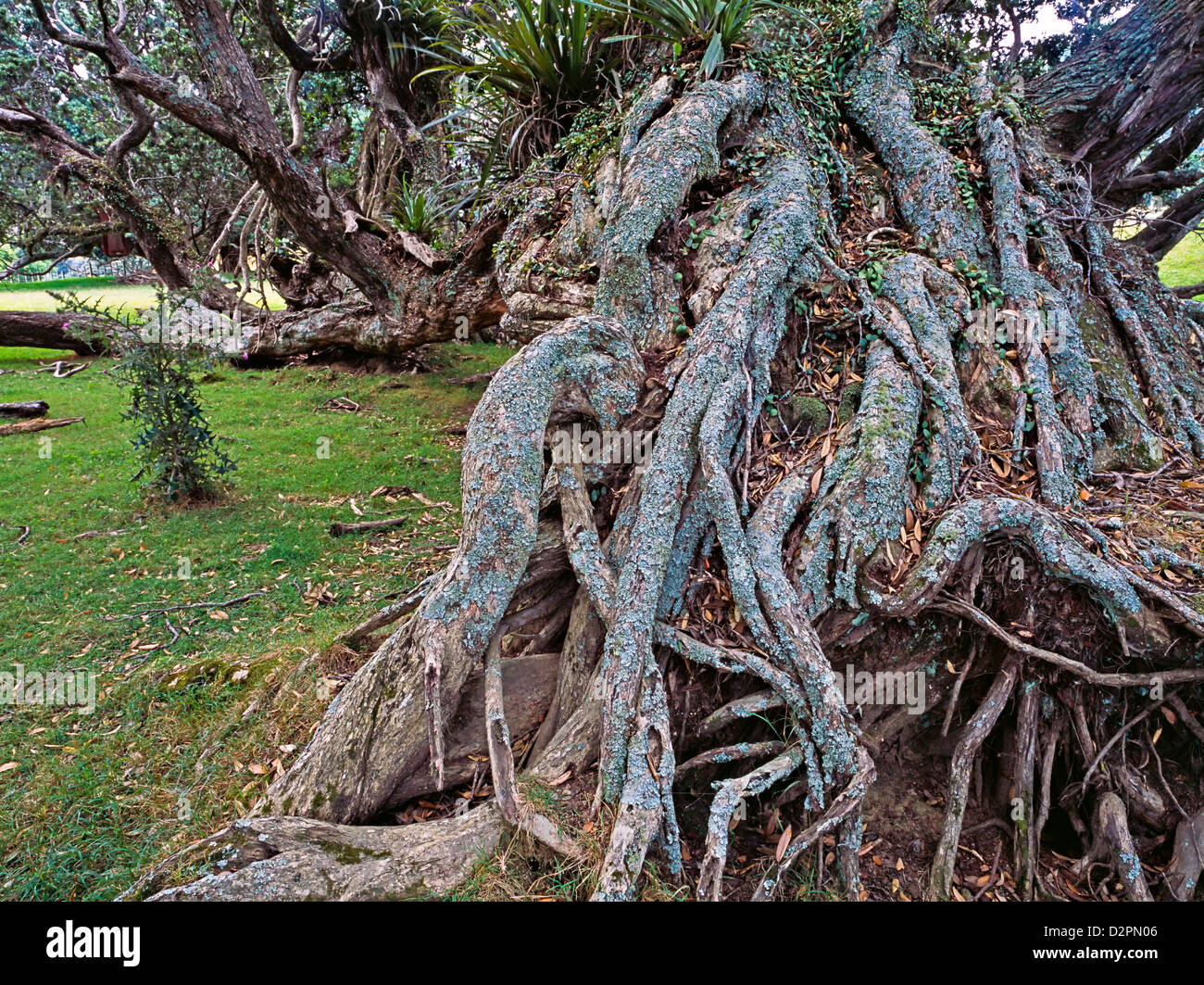 Pohutukawa tree roots, Coromandel Peninsula, North Island, New Zealand Stock Photo