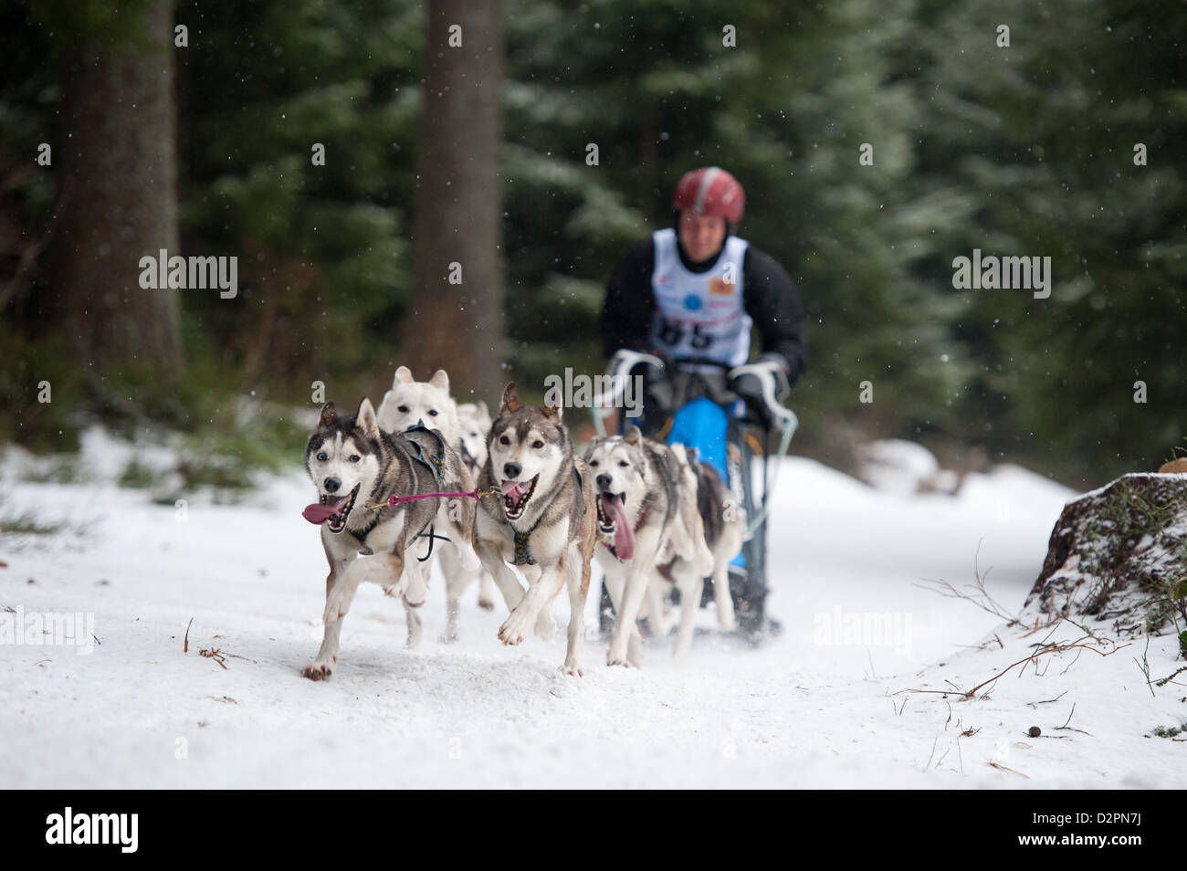 Krkoska Stepan Jr CZE Overall Winner Of Cat B1 In X World Sleddog 