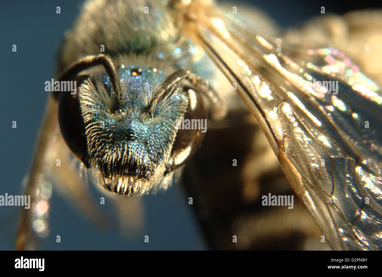 Aglaia (solitary bee species) macrophoto Stock Photo