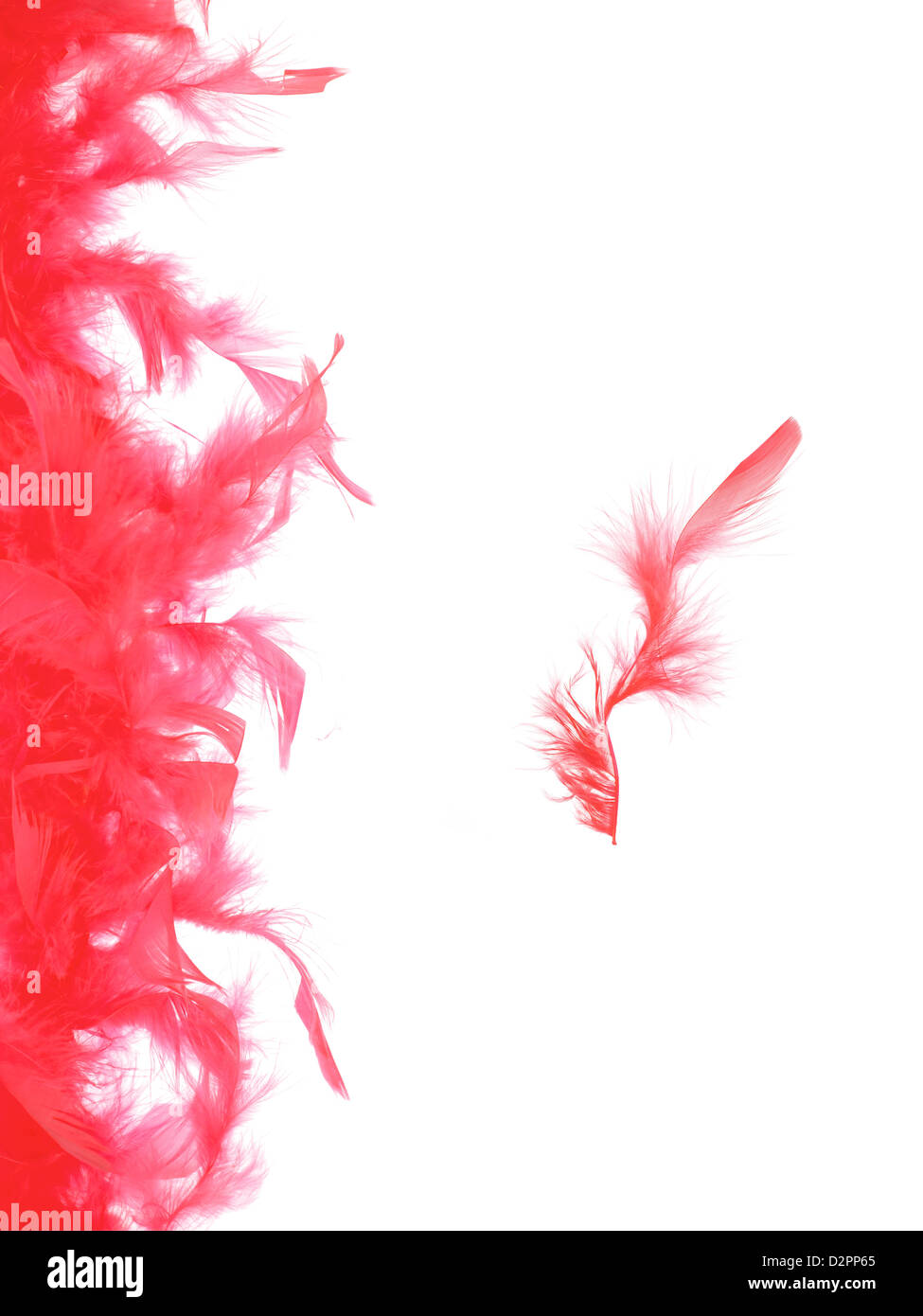 Boa feathers isolated against a white background Stock Photo - Alamy