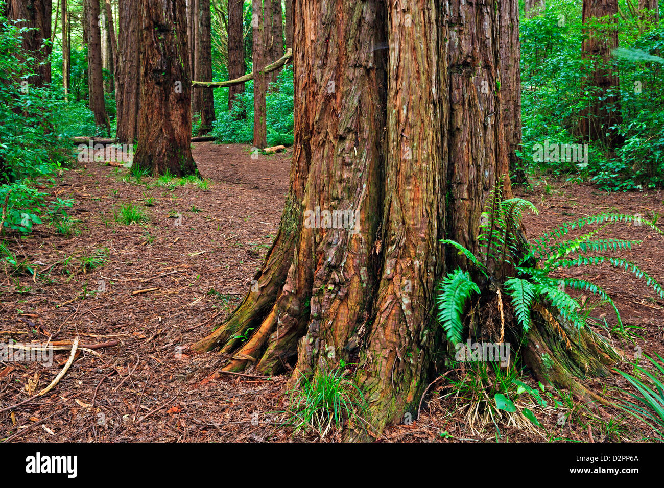 Redwood Forest New Zealand High Resolution Stock Photography and Images